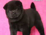 2 chiots Chow-Chows femelles LOF à vendre, nées en octobre 2025