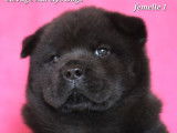 2 chiots Chow-Chows femelles LOF à vendre, nées en octobre 2025
