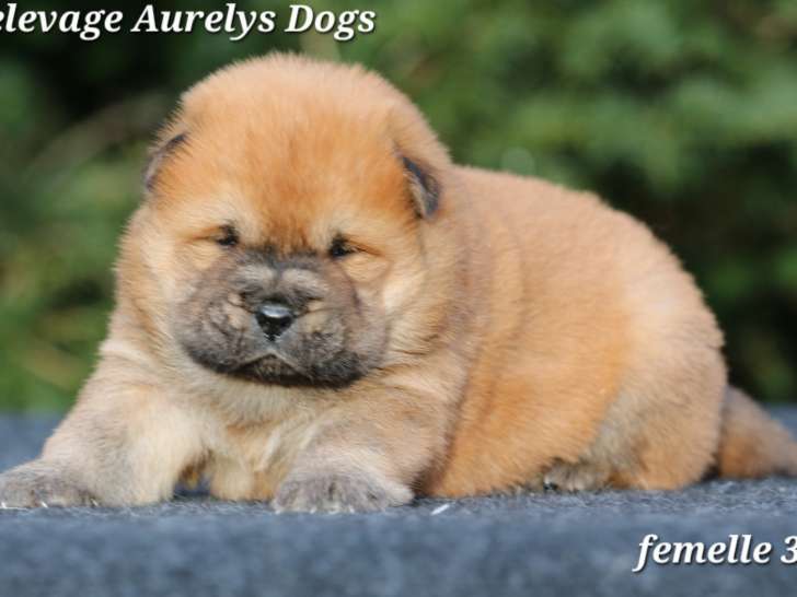 Chiots Chow-Chows LOF