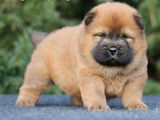 Chiots Chow-Chows LOF