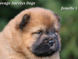 Chiots Chow-Chows LOF
