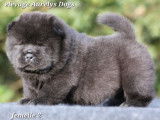 Chiots Chow-Chows LOF