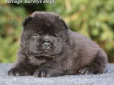 Chiots Chow-Chows LOF