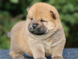 Chiots Chow-Chows LOF