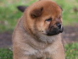 Chiots Chow-Chows LOF
