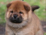 Chiots Chow-Chows LOF