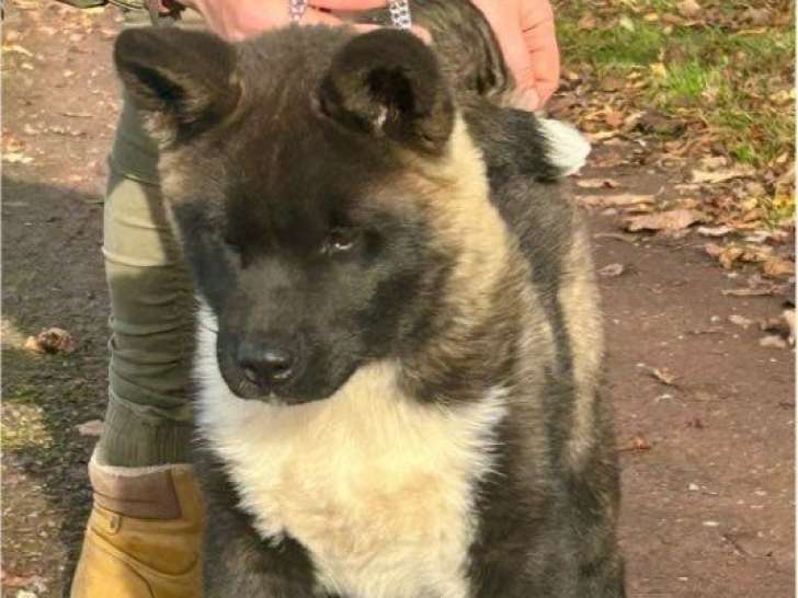 Réservation ouverte pour 3 chiots Akita Américains LOF