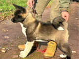 Réservation ouverte pour 3 chiots Akita Américains LOF