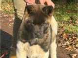 Réservation ouverte pour 3 chiots Akita Américains LOF