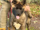 Réservation ouverte pour 3 chiots Akita Américains LOF
