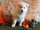 3 Chiots Bergers Blancs Suisse mâles LOF de septembre 2025 à vendre