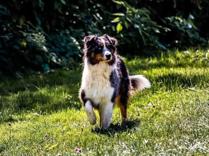 À vendre, une chienne Berger Australien LOF née en 2017