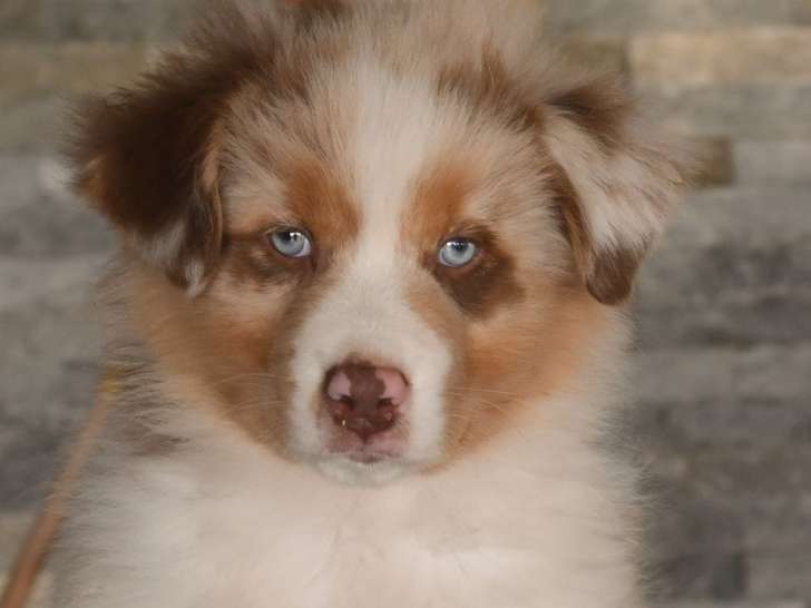 2 chiots Bergers Australiens mâles LOF à vendre, rouge merle d’août 2025