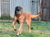 5 chiots Bergers Belges Malinois LOF à réserver