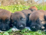 5 chiots Bergers Belges Malinois LOF à réserver