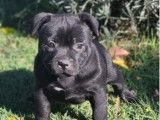 3 chiots Staffordshire Bull Terriers LOF à vendre