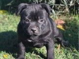 3 chiots Staffordshire Bull Terriers LOF à vendre