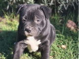3 chiots Staffordshire Bull Terriers LOF à vendre