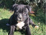3 chiots Staffordshire Bull Terriers LOF à vendre