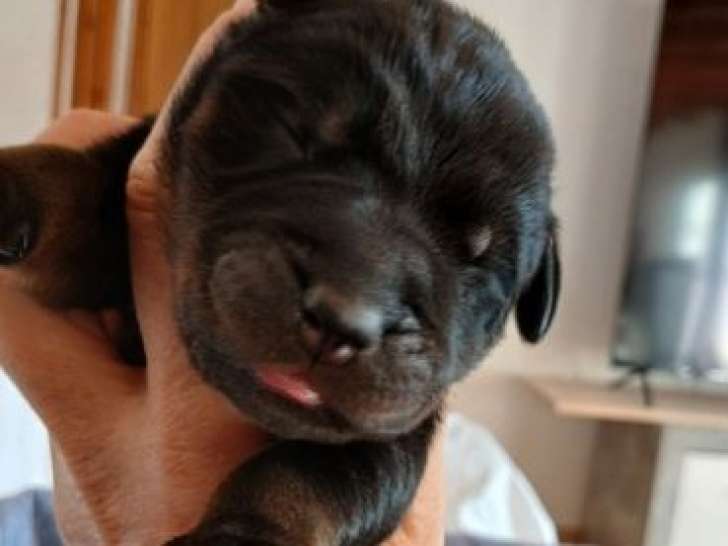 11 chiots Beaucerons LOF à réserver, 6 mâles et 5 femelles de novembre 2025