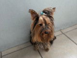 1 chien Yorkshire Terrier LOF disponible à la vente