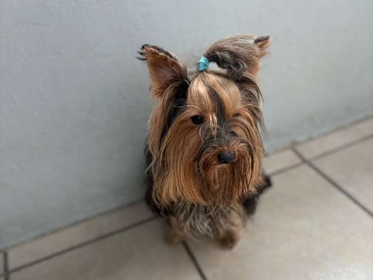 1 chien Yorkshire Terrier LOF disponible à la vente