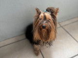 1 chien Yorkshire Terrier LOF disponible à la vente