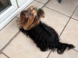 1 chien Yorkshire Terrier LOF disponible à la vente