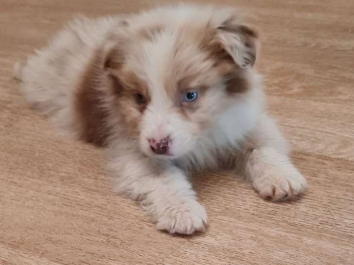 2 chiots Bergers Australiens LOF à réserver