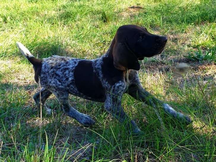 À vendre, 1 chiot Braque Allemand mâle non-LOF