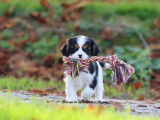 2 chiots Cavaliers King Charles mâles LOF à vendre