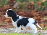 2 chiots Cavaliers King Charles mâles LOF à vendre