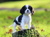 2 chiots Cavaliers King Charles mâles LOF à vendre