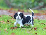 2 chiots Cavaliers King Charles mâles LOF à vendre