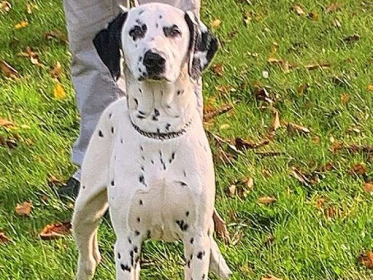 1 chiot mâle Dalmatien LOF à vendre