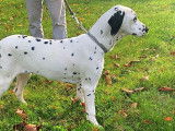 1 chiot mâle Dalmatien LOF à vendre