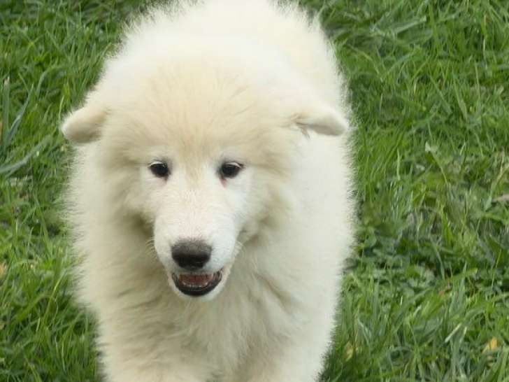 1 chiot Montagne des Pyrénées mâle LOF à vendre, blanc d’août 2025