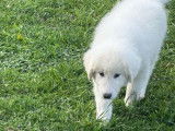 1 chiot Montagne des Pyrénées mâle LOF à vendre, blanc d’août 2025