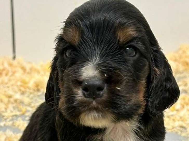 À réserver, 2 chiots Cockers Anglais LOF