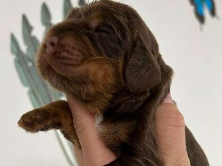 2 chiots Cockers Anglais LOF à réserver, mâles marron et feu de novembre 2025