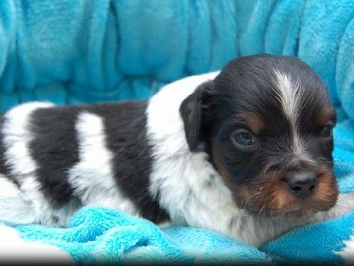3 chiots Épagneuls Bretons mâles LOF à réserver