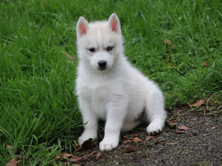 3 chiots Huskies de Sibérie LOF à réserver