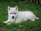 3 chiots Huskies de Sibérie LOF à réserver