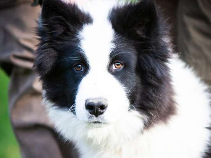 À vendre, 1 chiot Laika de Iakoutie LOF mâle de juillet 2025