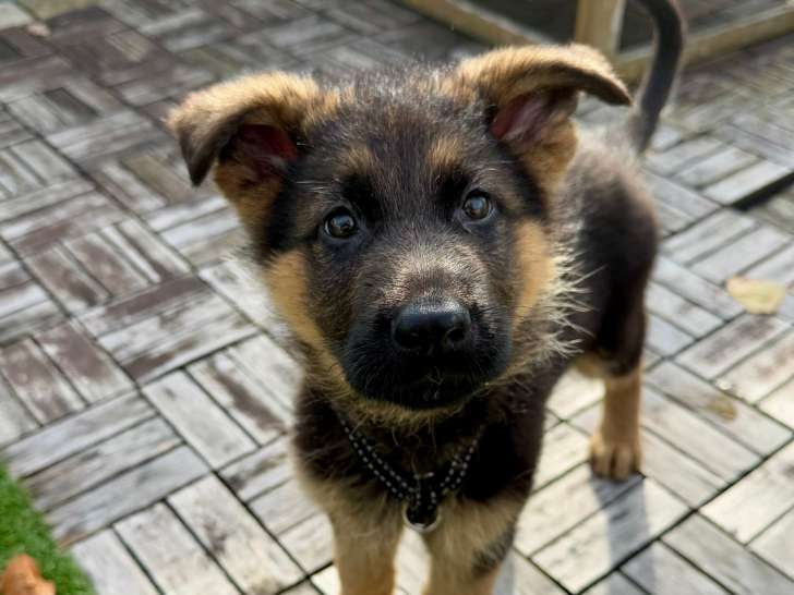Chiot femelle Berger Allemand LOF de 10 semaines à vendre