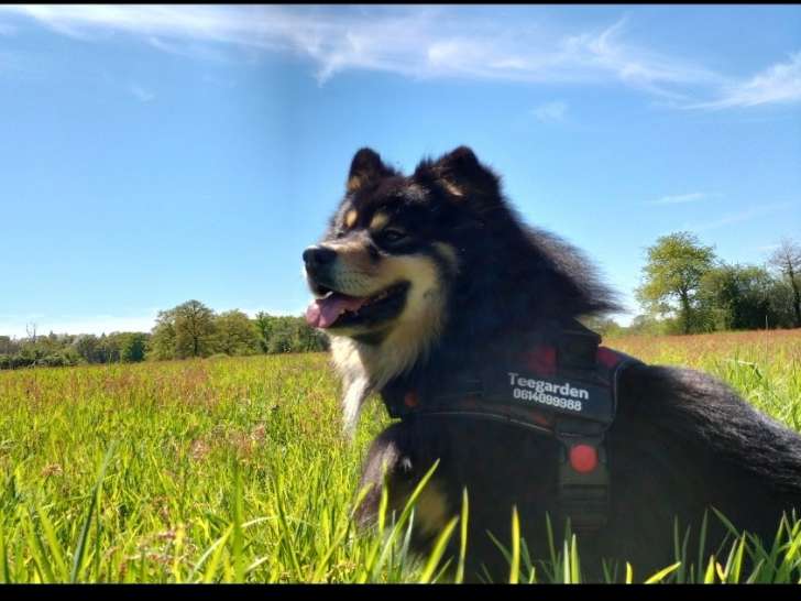 Male Finnois de Laponie cherche femelle pour saillie