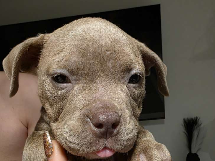 Chiots American Bully pocket à vendre