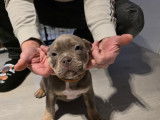 Chiots American Bully pocket à vendre