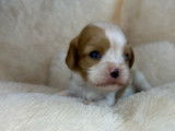 4 chiots Cavaliers King Charles LOF à réserver