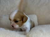 4 chiots Cavaliers King Charles LOF à réserver